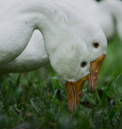 avicultura ecologica
