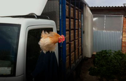 TRANSPORT AUS DE CORRAL EXPOTACIONS RAFOLS